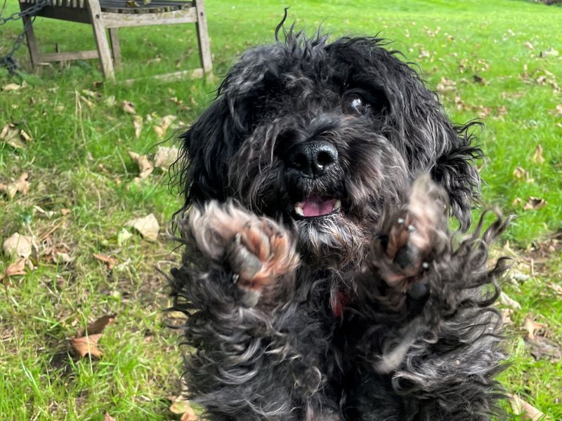 Poodle dog for sales adoption near me