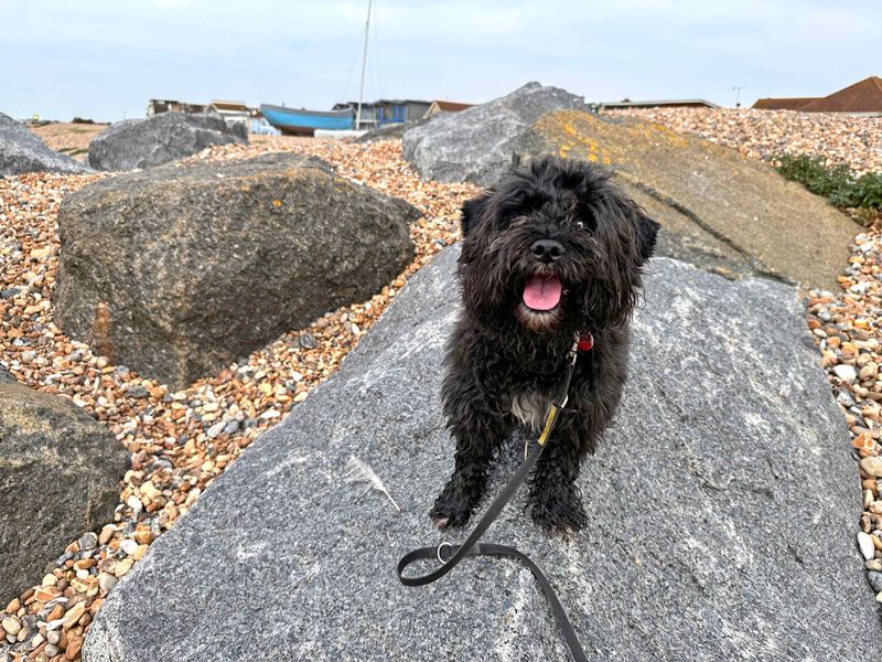 Poodles for sale in Shoreham by Sea, West Sussex