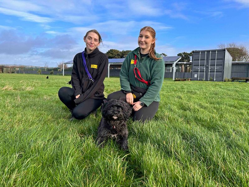 Woody | Poodle (Miniature) Cross | Shoreham (Sussex) - 1