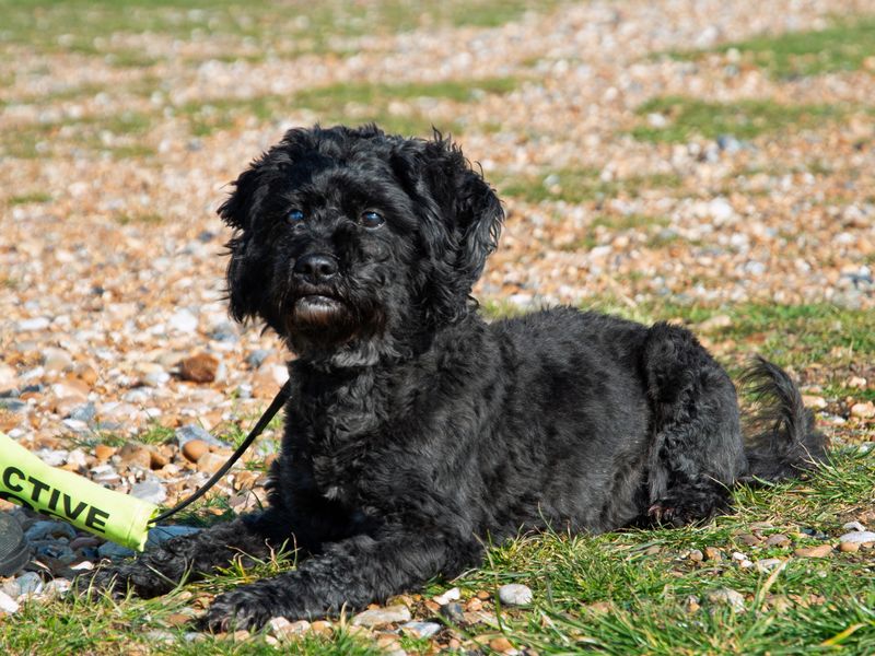 Poodle cross store dogs for rehoming