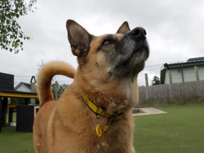 German Shepherd Puppies for sale