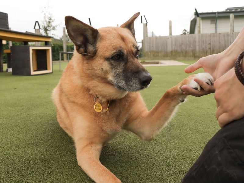 German Shepherd Puppies for sale in Worcestershire