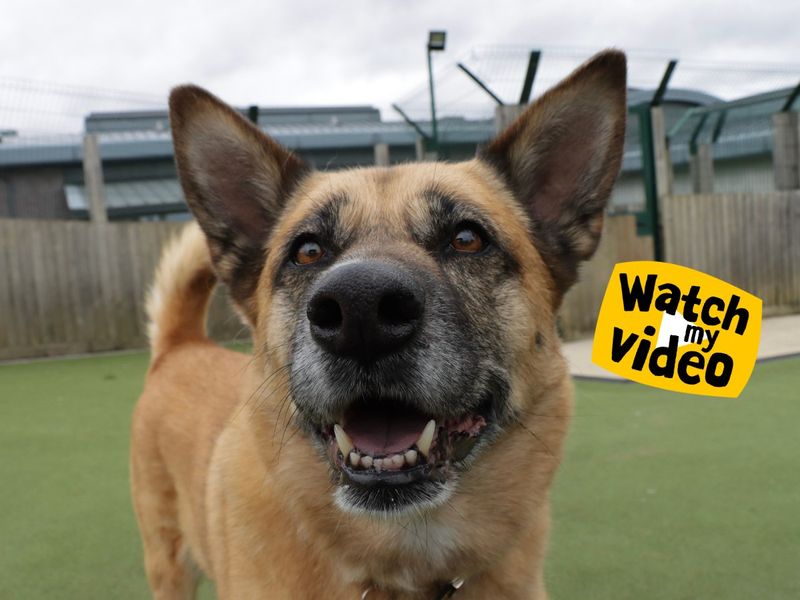 Skye | German Shepherd Dog Cross | Evesham (Worcestershire) - 1