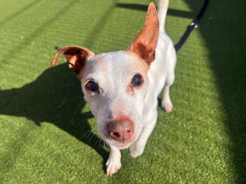 Nova | Terrier (Jack Russell) | Salisbury (Wiltshire) - 1