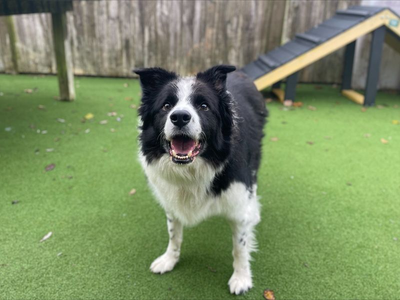 Brodie | Collie (Border) | Loughborough - 1