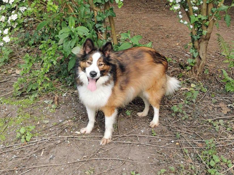 Collie cross best sale rescue dogs