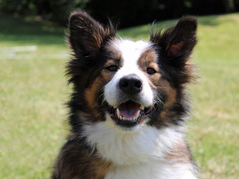 Dogs trust deals border collie