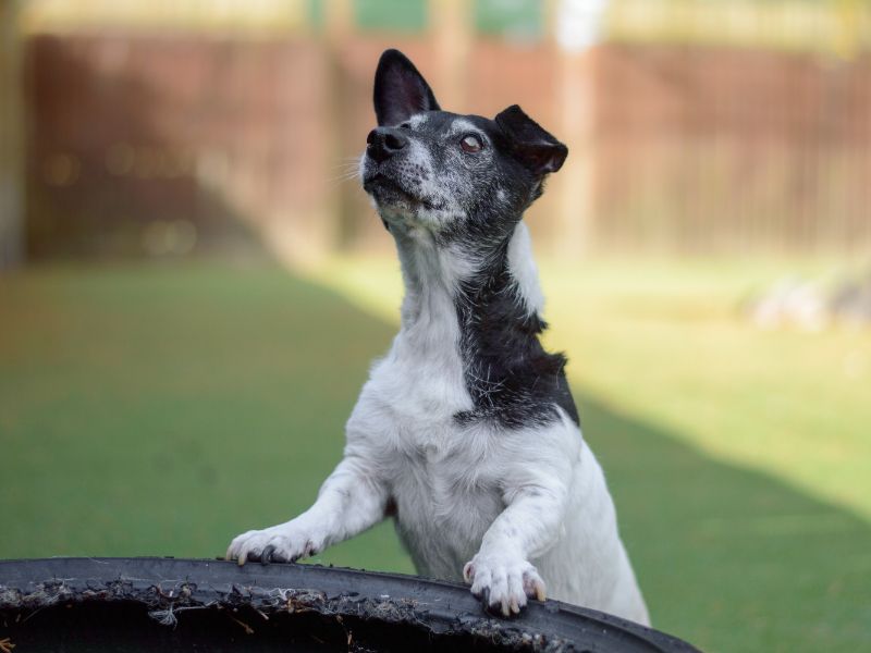 Jack Russell Puppies for sale