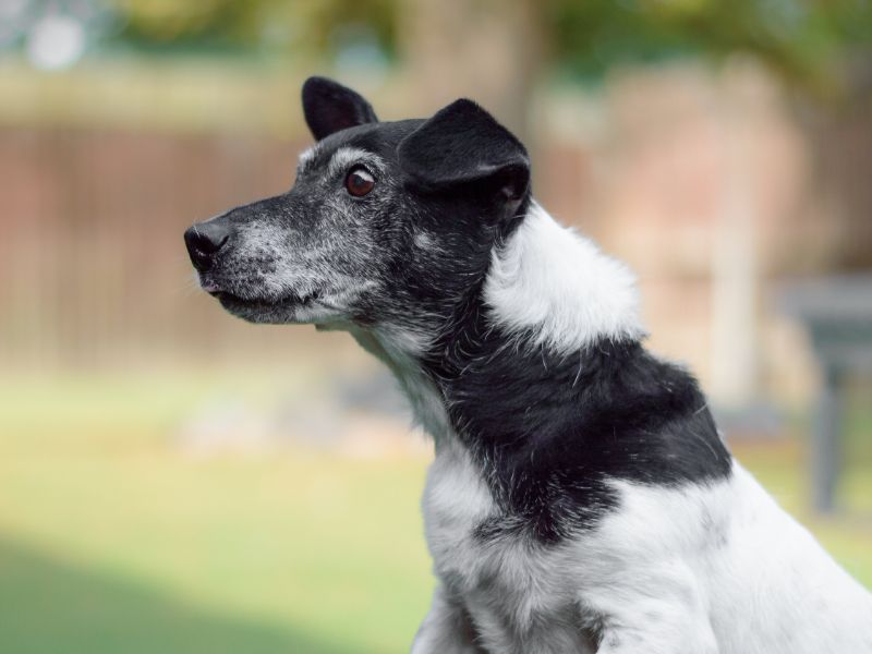 Jack Russell Puppies for sale in Warks