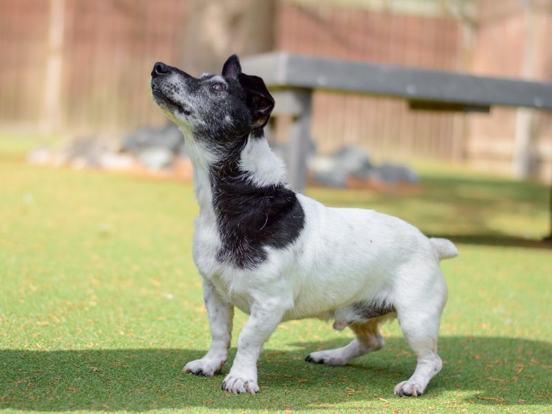 Jack Russells for sale in Kenilworth, Warks