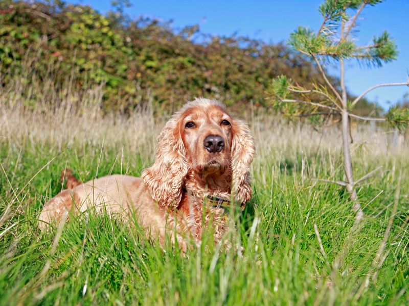 Cocker Spaniel dogs and puppies for rehoming or adoption in Crawley ...