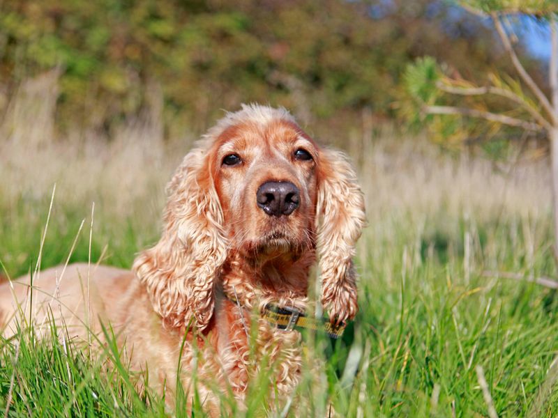 can a american cocker spaniel and a labrador retriever be friends