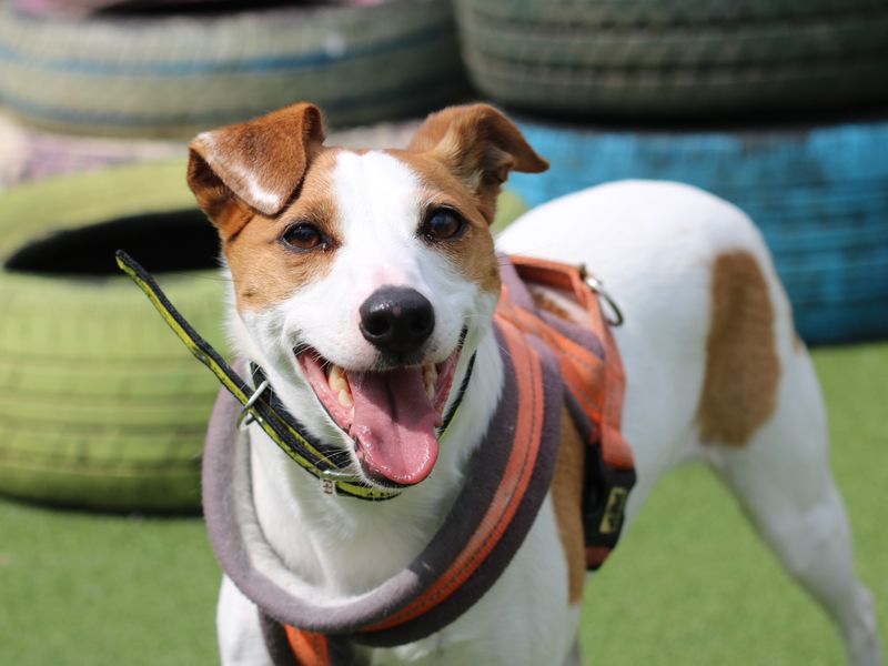 Jack Russell Puppies for sale