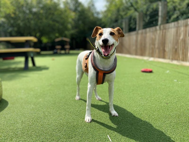 Penny | Terrier (Jack Russell) | Glasgow - 1