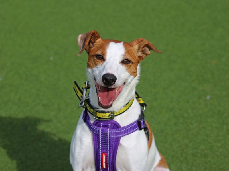 Jack Russell Puppies for sale in Scotland