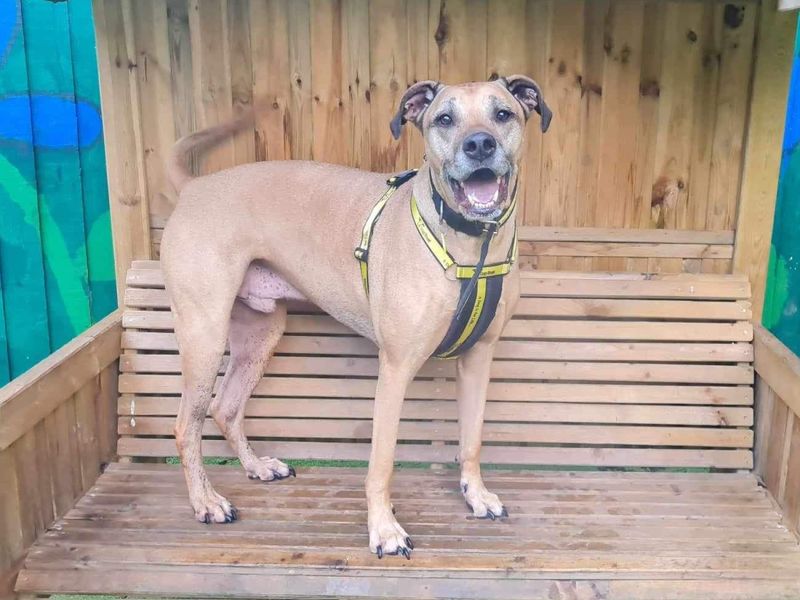 Rhodesian ridgeback sales akita mix