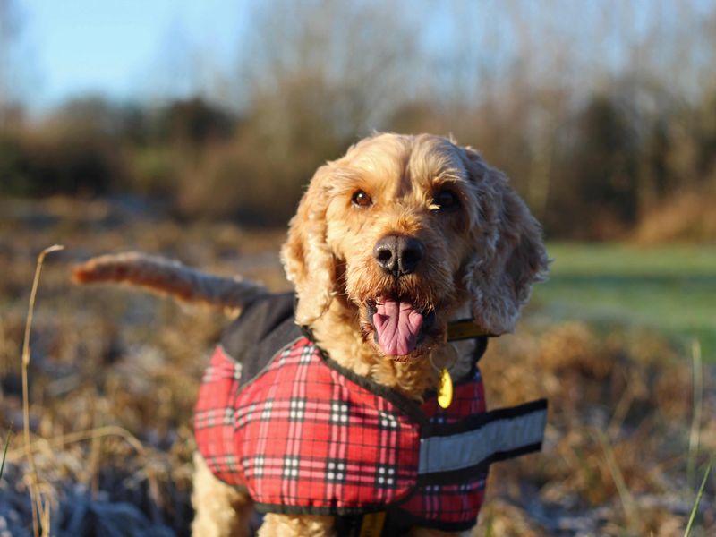 Murphy for sale in Glasgow, Scotland - Image 4