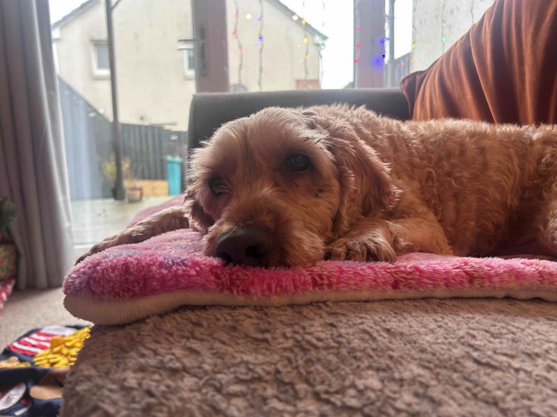 Murphy | Spaniel (Cocker) Cross | Glasgow - 1