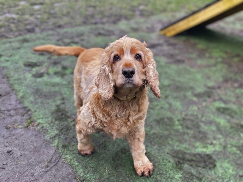 Dogs cheap trust spaniel