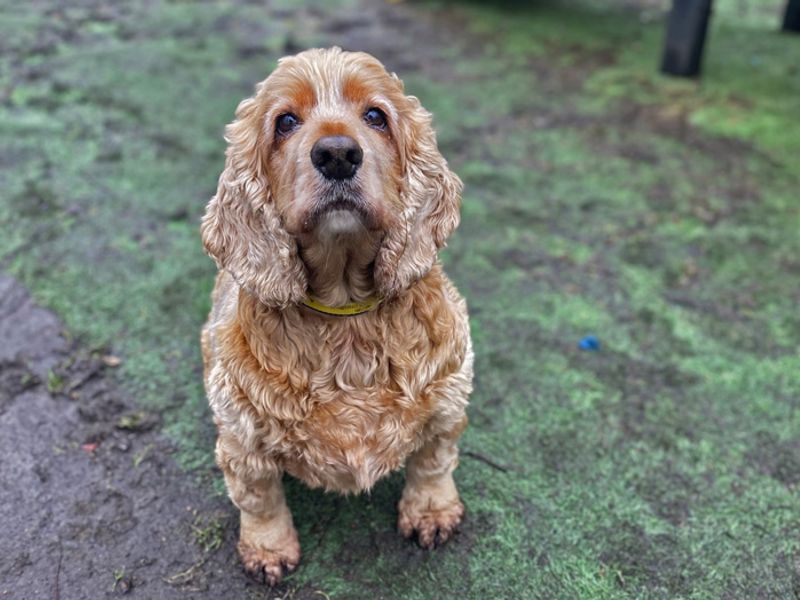 Cocker Spaniel Puppies for sale in Merseyside