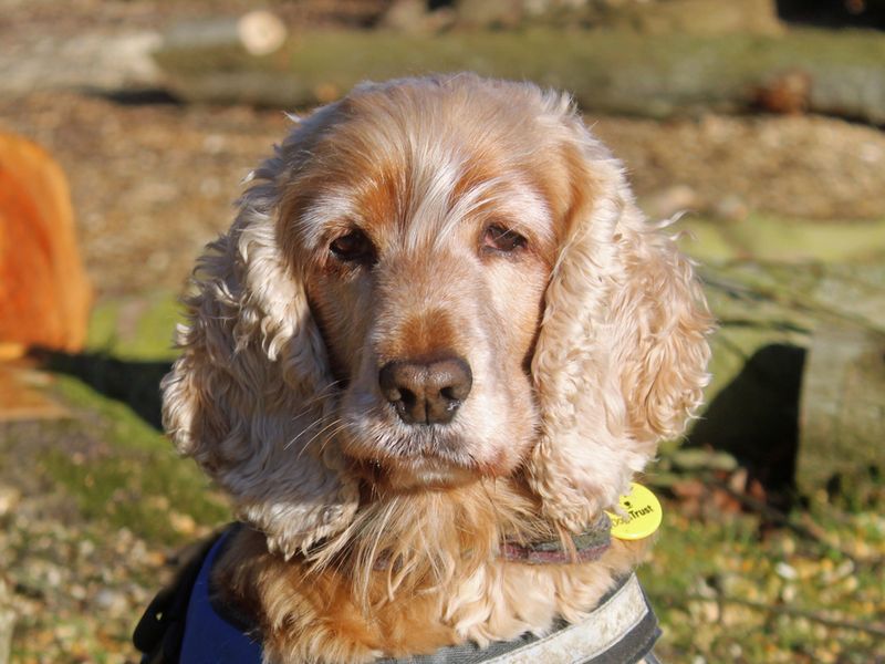 Ronnie | Spaniel (Cocker) | Merseyside (Liverpool) - 1