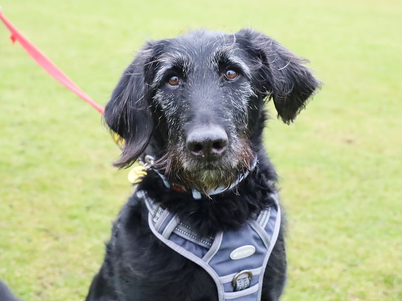 Ben | Retriever (Labrador) Cross | Leeds - 1