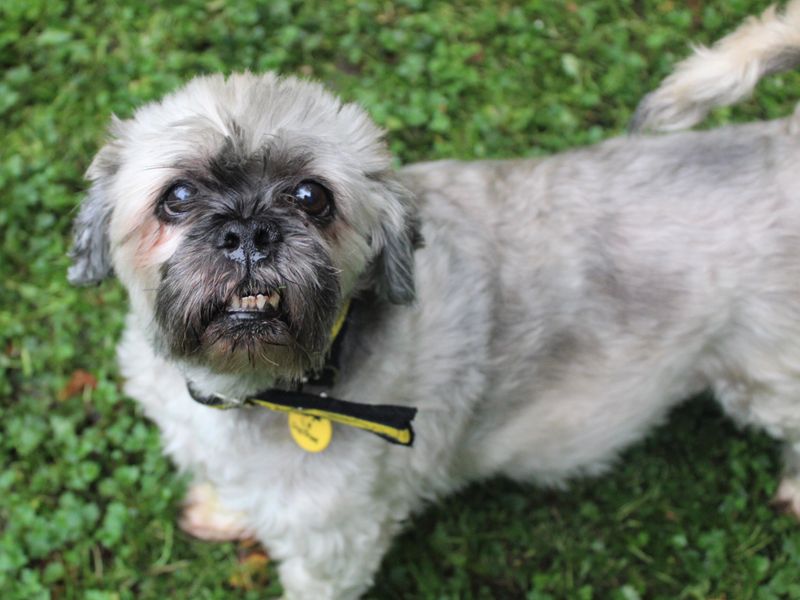 Lhasa store apso rescue