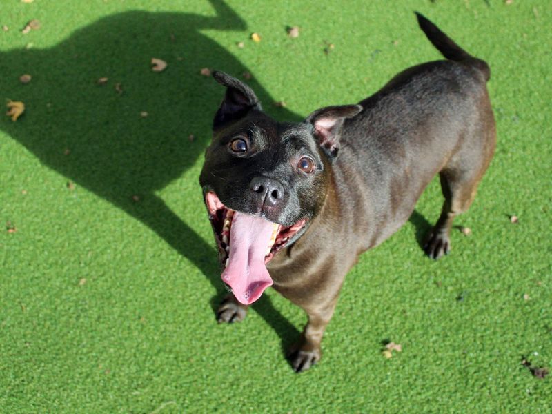 Luca | Terrier (Staffordshire Bull) | Darlington - 1