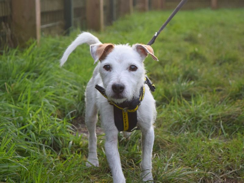 Sophie for sale in Uxbridge, London