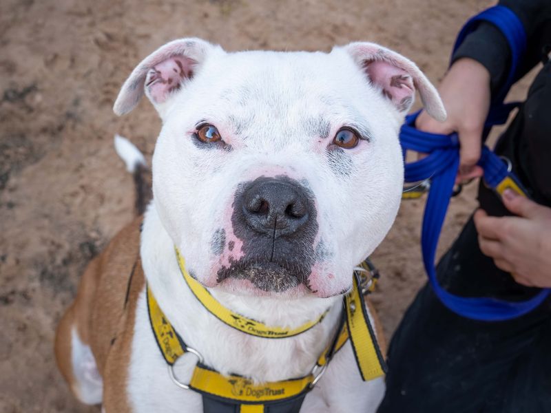 Barry | Terrier (Staffordshire Bull) Cross | Loughborough - 1