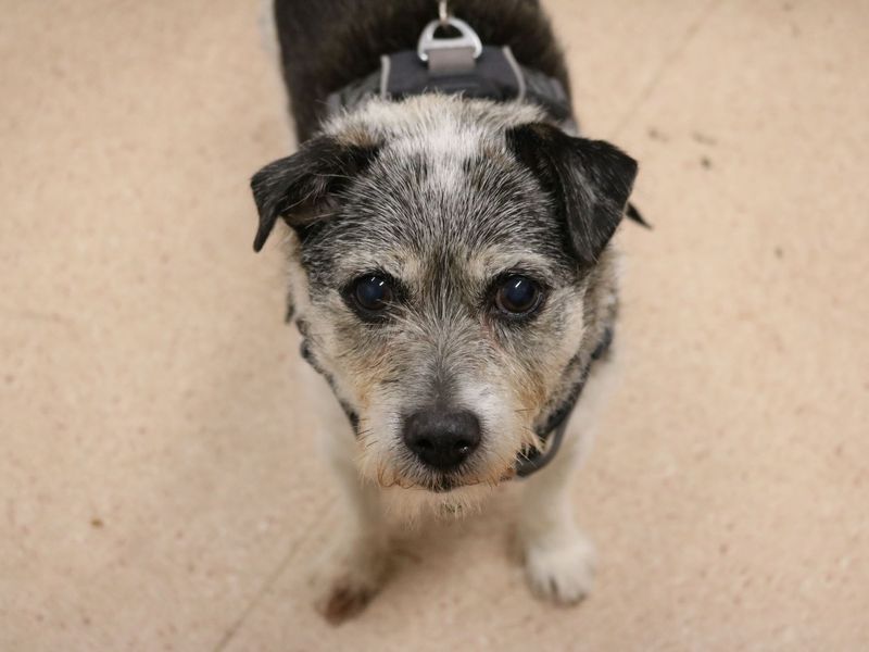 Jack Russells for sale in Glasgow, Scotland