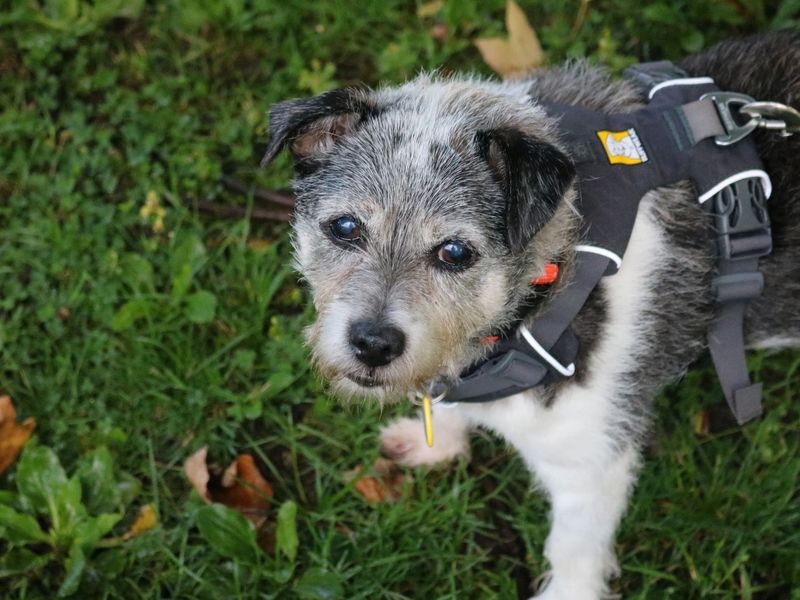 Spike | Terrier (Jack Russell) | Glasgow - 1