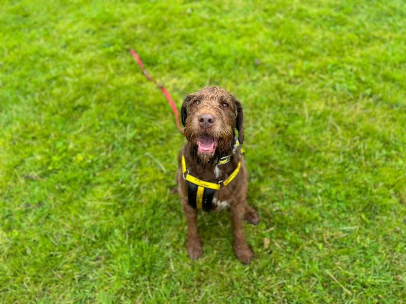 Cocker Spaniels for sale in Mid Glamorgan, Wales