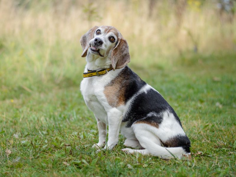 Beagle Puppies for sale in Warks