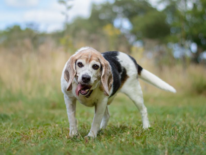 Beagles for sale in Kenilworth, Warks