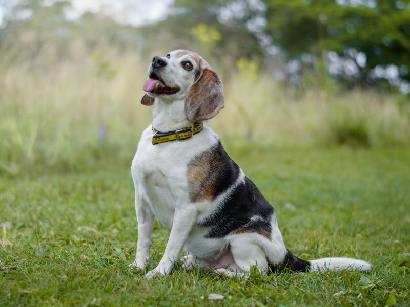 Beagle Puppies for sale