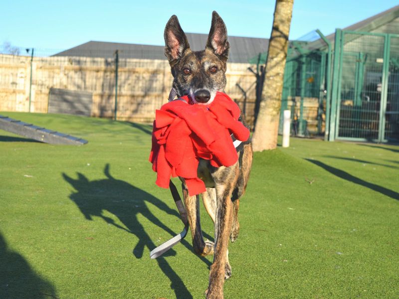 Juno | Lurcher Cross | Harefield West London - 1