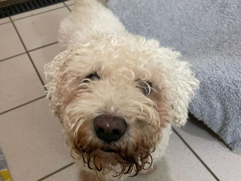 Teddy | Bichon Frise Cross | Shrewsbury (Shropshire) - 1