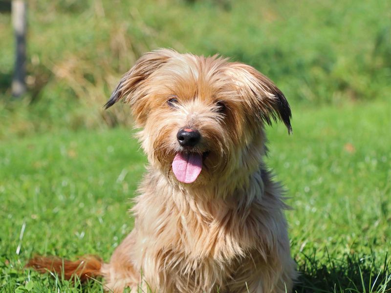 Marley | Terrier (Yorkshire) Cross | Darlington - 1