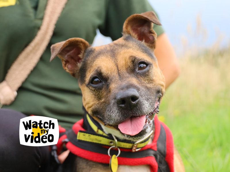 Phoebe | Terrier (Staffordshire Bull) Cross | Leeds - 1