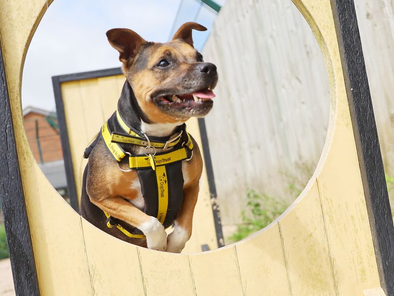 Staffie Puppies for sale in Yorkshire