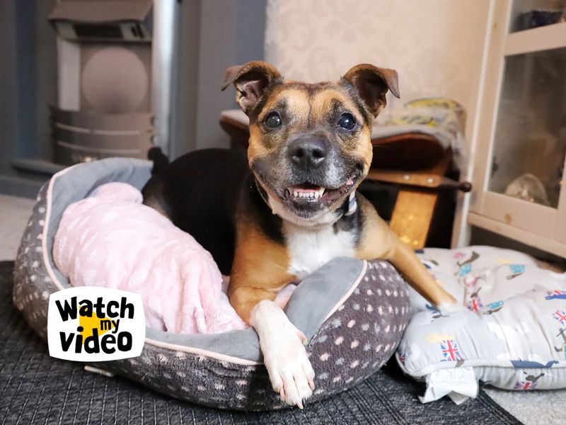 Phoebe | Terrier (Staffordshire Bull) Cross | Leeds - 1