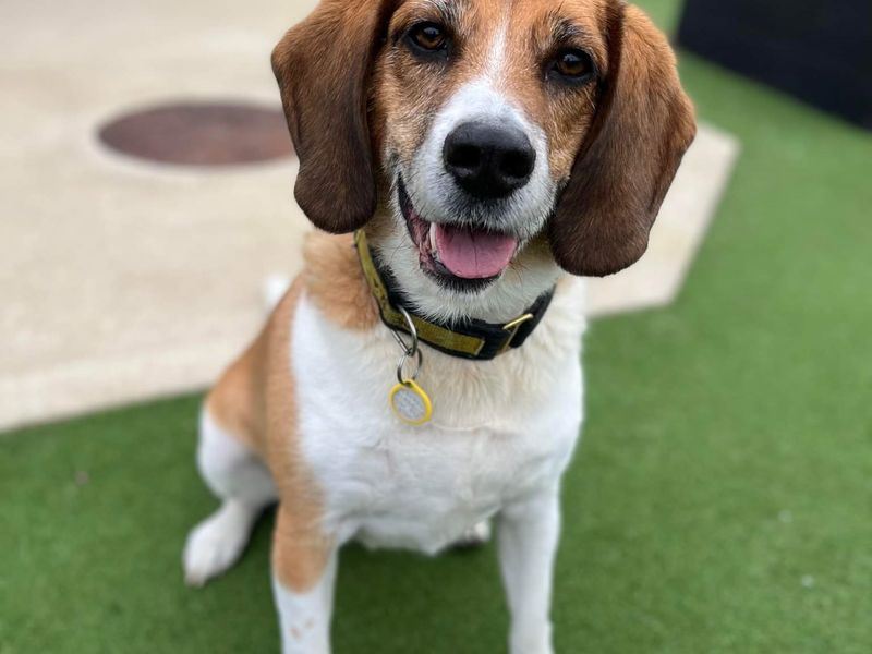 Beagle rescue hot sale near me