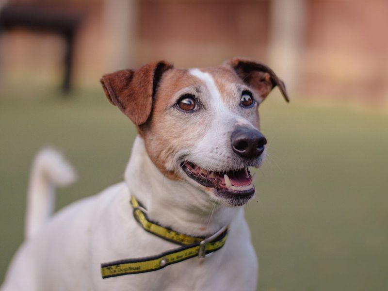 Jack Russell Puppies for sale