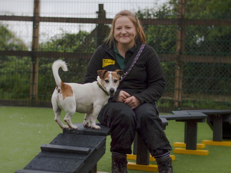 Jack Russells for sale in Kenilworth