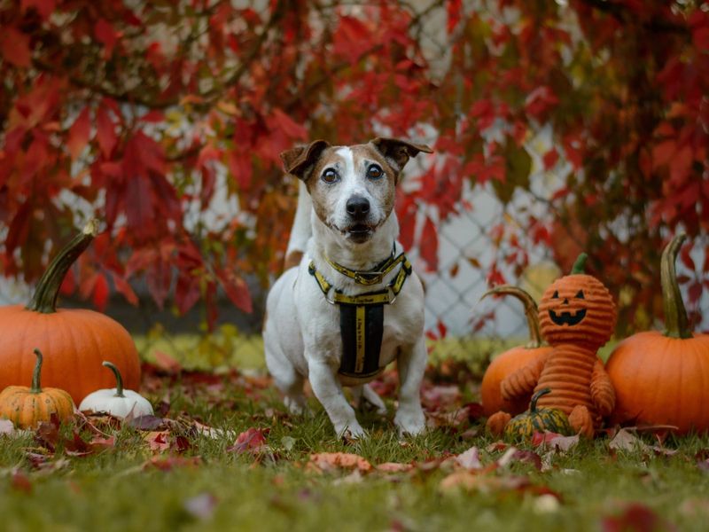 Jack Russell Puppies for sale in Kenilworth