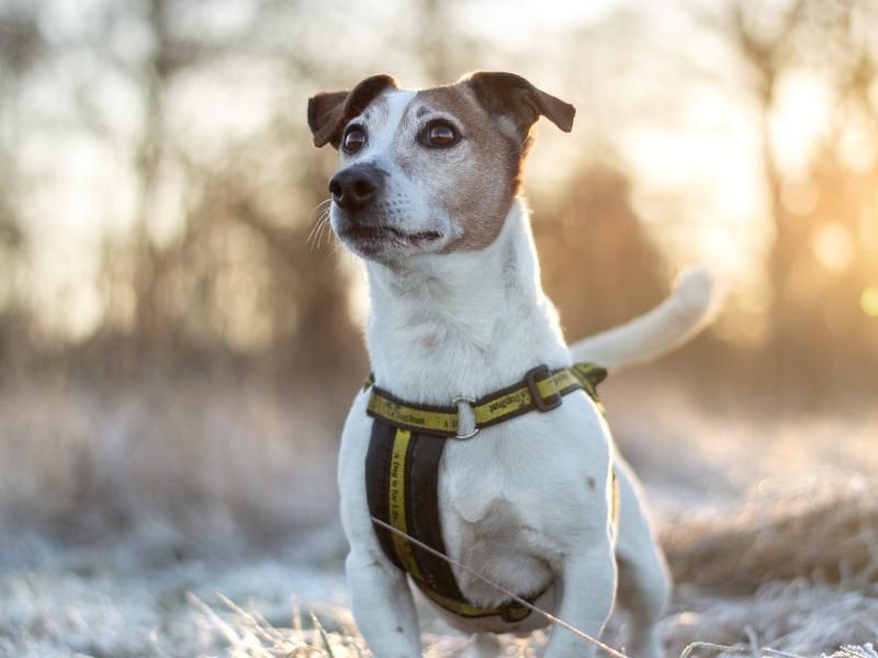 Jack Russells for sale in Kenilworth, Warks