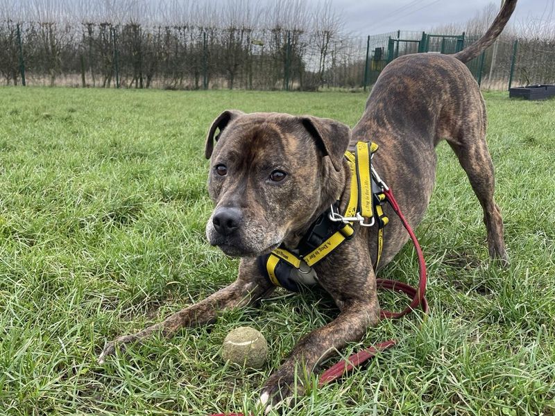 Charlie for sale in Wymeswold, Leicestershire - Image 10