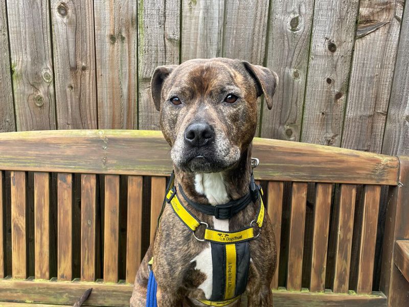 Charlie | Terrier (Staffordshire Bull) Cross | Loughborough - 1