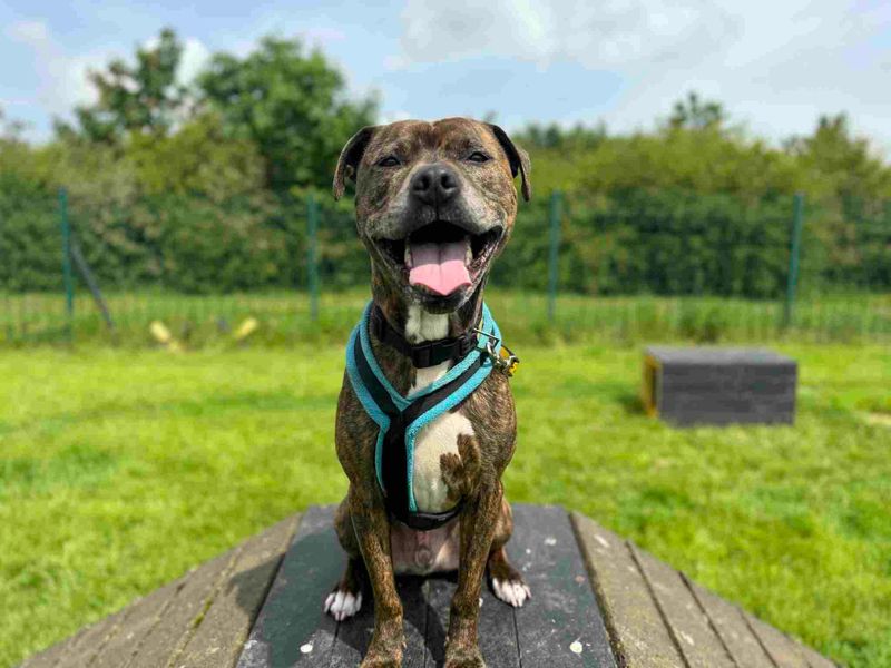 Charlie for sale in Wymeswold, Leicestershire - Image 8